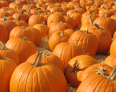 Kids Orlando: Pumpkin Patches - Fun 4 Orlando Kids