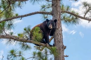 black-bear-in-tree.jpg