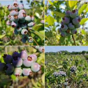 Beck Brothers Blueberry Farm