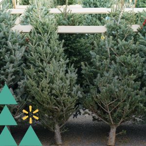 Walmart’s Fresh Cut Christmas Trees