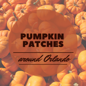 Pumpkin Patches