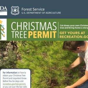 Ocala National Forest Christmas Tree Permit