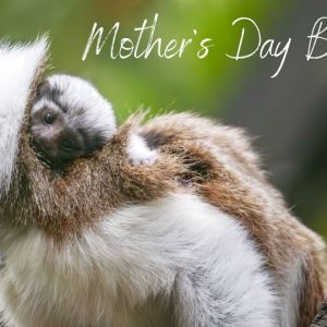 Brevard Zoo's Mother's Day Brunch