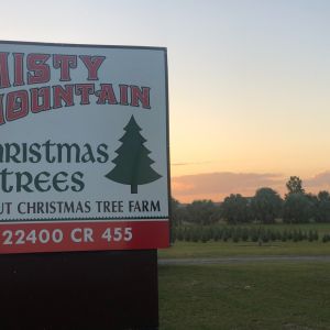 Misty Mountain Christmas Tree Farm