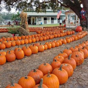 Painted Oaks Pumpkin Patch