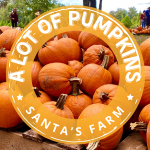 Santa's Farm A Lot of Pumpkins