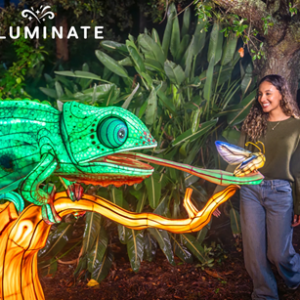 Aquatica Orlando'a Festival of Lights, Lanterns & Wonder