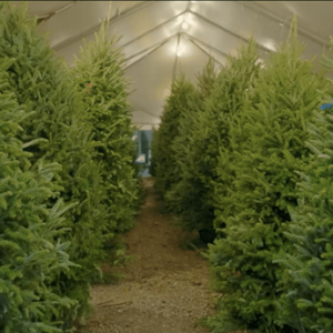 4Roots Christmas Trees