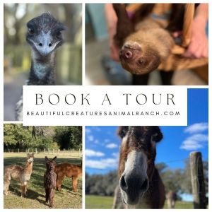 Beautiful Creatures Animal Ranch