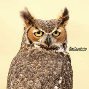 Avian Reconditioning Center for Birds of Prey Saturday Special Offer