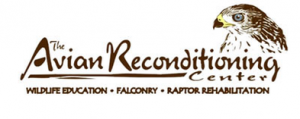 Avian Reconditioning Center's Owl at the Moon
